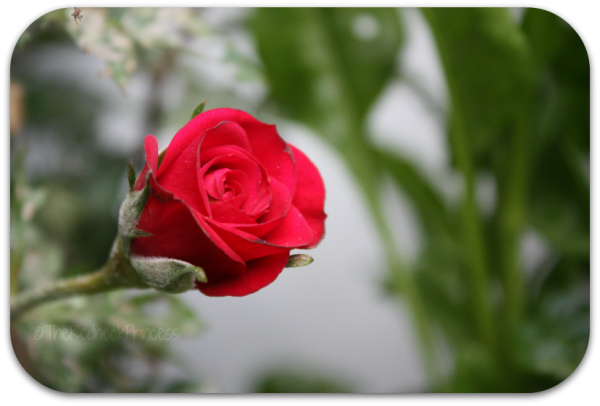 mini red rose