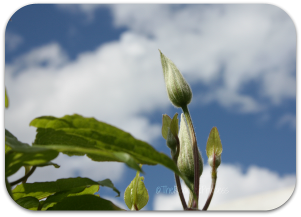 clematis and sky