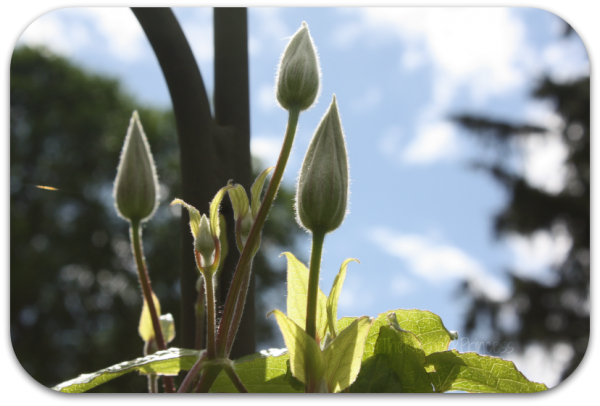 clematis