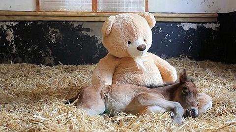 All Babies Need A Teddy Bear - Even Horses