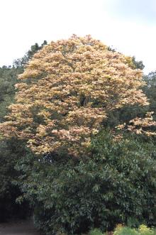 Acer pseudoplatanus 'Brilliantissimum' (18/05/2013, Kew Gardens, London)