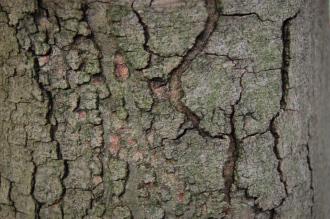 Acer pseudoplatanus 'Brilliantissimum' Bark (18/05/2013, Kew Gardens, London)