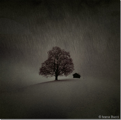 One Tree Hill © Ivana Bucci