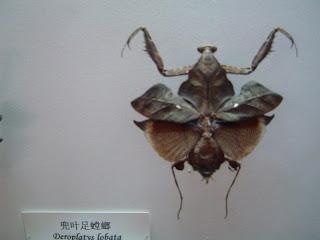 Beijing Museum Review: Beijing Museum of Natural History (北京自然博物館)