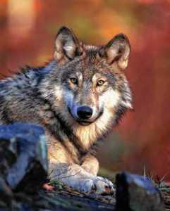 This 2008 photo released by the U.S. Fish and Wildlife Service shows a gray wolf. The Obama administration on Friday, June 7, 2013 proposed lifting most of the remaining federal protections for gray wolves across the mainland states, a move that would end four decades of recovery efforts but has been criticized by some scientists as premature. Photo courtesy of USFWS