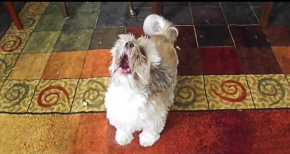 VIRAL VIDEO: DOG Gives Terrifying Scream!