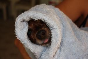 Drying my dog with towel