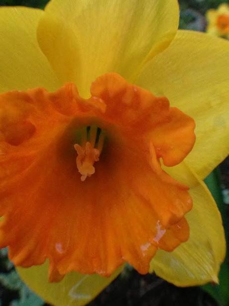 WEEKEND FLOWERS - daffodils