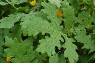 Stylophorum diphyllum Leaf (18/05/2013, Kew Gardens, London)