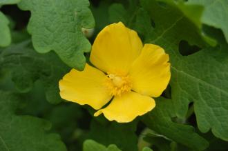 Stylophorum diphyllum Flower (18/05/2013, Kew Gardens, London)