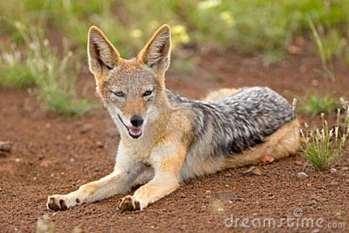 black-backed-jackal-20910468