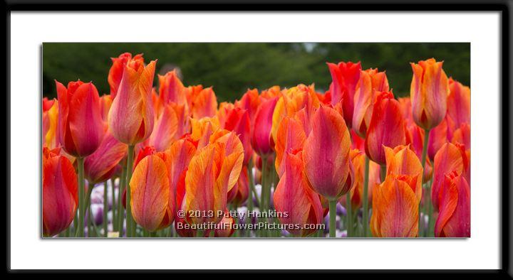 Incredible El Nino Tulips