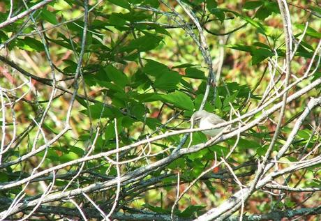 warbling vireo - sits among tree branches - second marsh - oshawa - ontario