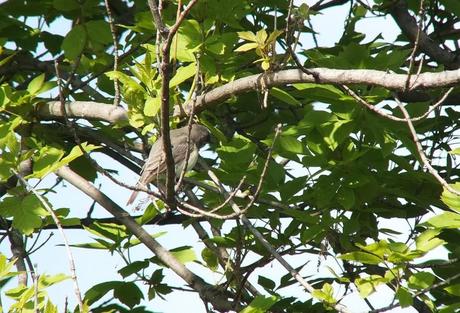 warbling vireo - looks under tree limbs- second marsh - oshawa - ontario