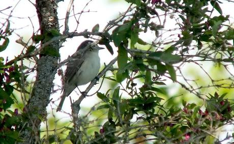 warbling vireo - sits hidden in tree - second marsh - oshawa - ontario