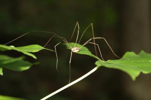 Taken June 8, 2013 in Little Mulberry Park (Dacula, GA)