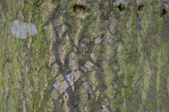 Sorbus alnifolia Bark (18/05/2013, Kew Gardens, London)