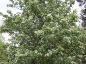 Plant Week: Sorbus Alnifolia