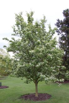 Sorbus alnifolia (18/05/2013, Kew Gardens, London)