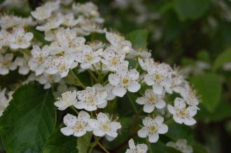 Sorbus alnifolia Flower (18/05/2013, Kew Gardens, London)