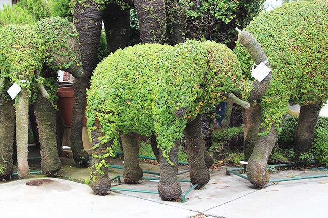 elephant-topiaries