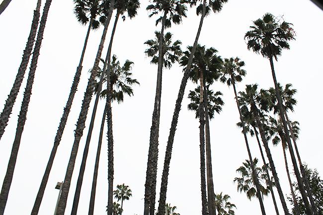 LA-palm-trees