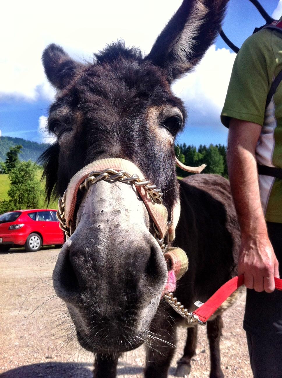 Maxi, our fearless leader and donkey for our hike in Mostviertel