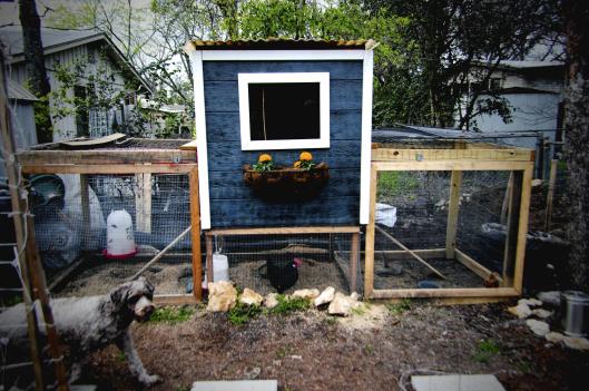 chicken coop