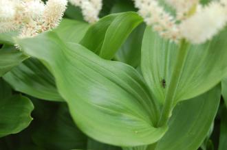 Maianthemum racemosum Leaf (18/05/2013, Kew Gardens, London)