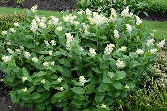 Maianthemum racemosum (18/05/2013, Kew Gardens, London)