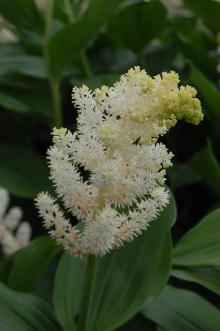 Maianthemum racemosum Flower (18/05/2013, Kew Gardens, London)