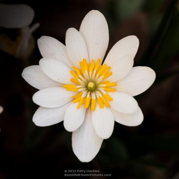 Bloodroot - sanguinaria canadensis