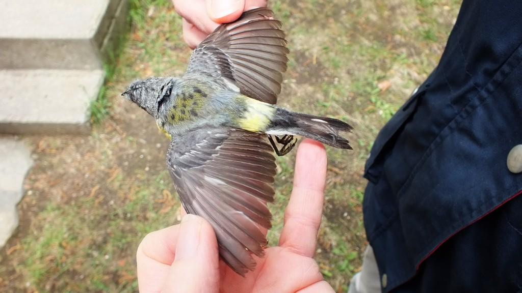 magnolia warbler - female -  view of back and wings after hitting a window - oxtongue lake - ontario
