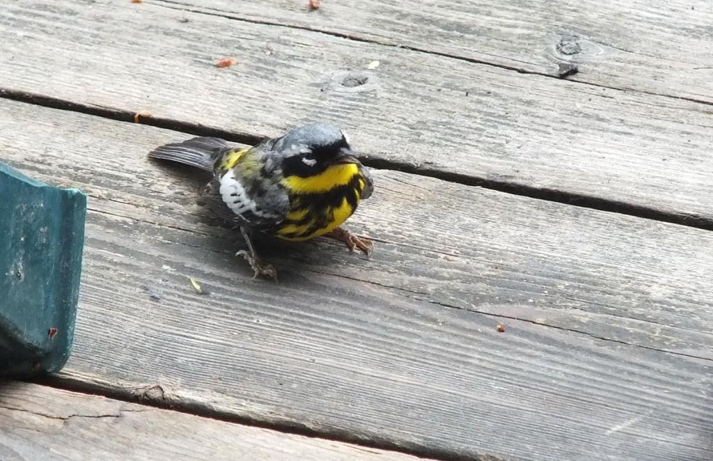 magnolia warbler - male - recovering after hitting window - oxtongue lake - ontario