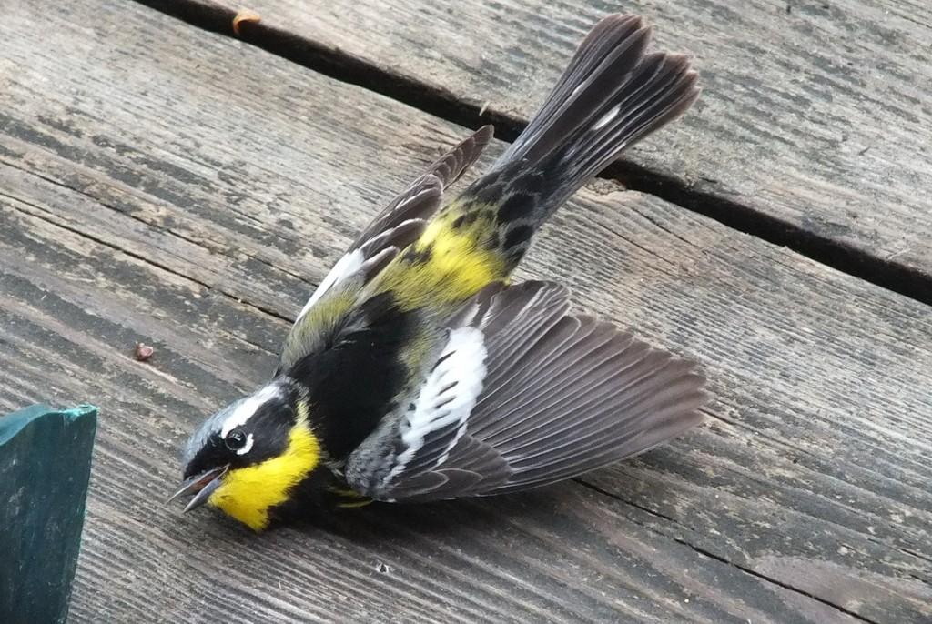 magnolia warbler - female - moments after hitting window - oxtongue lake - ontario