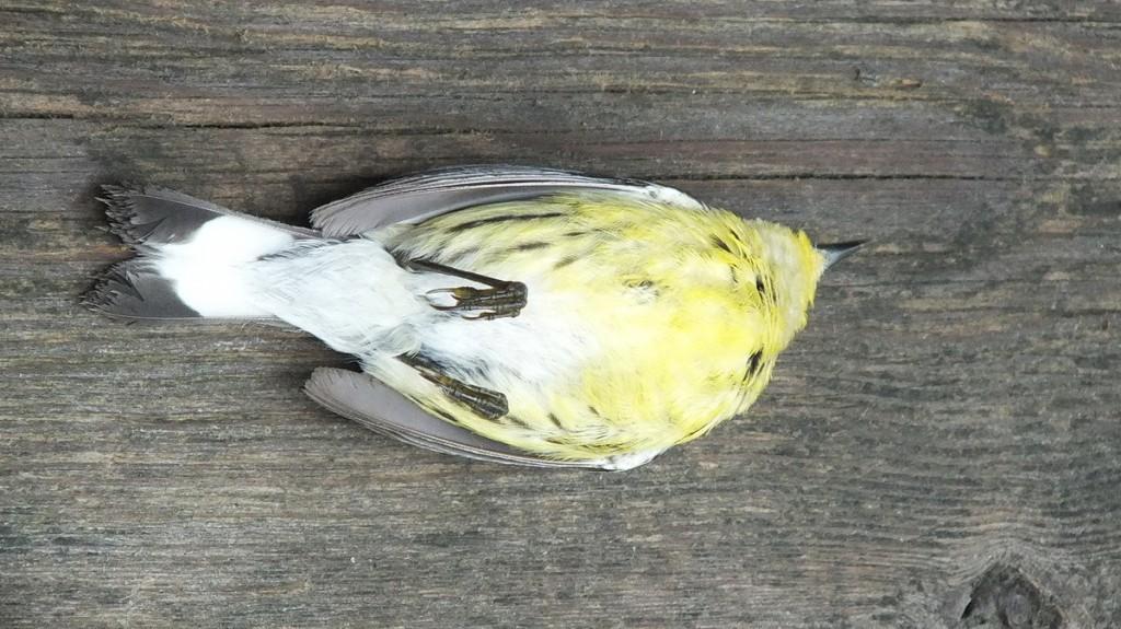 magnolia warbler - female - view of breast after hitting window - oxtongue lake - ontario