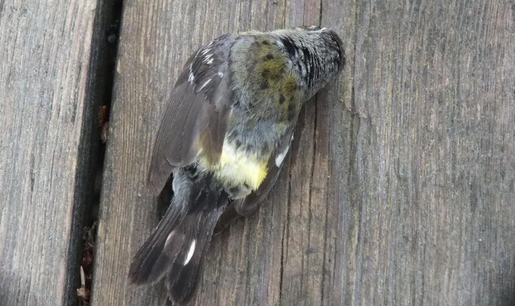 magnolia warbler - female - view of back - after hitting window - oxtongue lake - ontario
