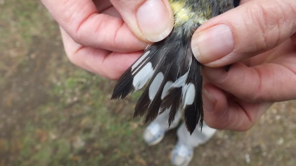 magnolia warbler - markings on tail feathers - oxtongue lake - ontario