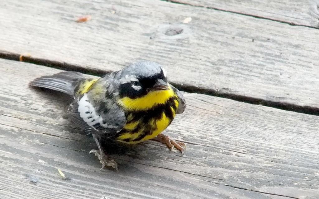 magnolia warbler - male - recovering after hitting window at - oxtongue lake - ontario