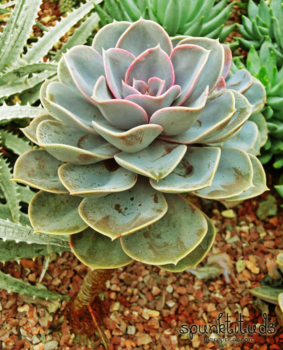 Flower Dome Gardens by the Bay Succulents