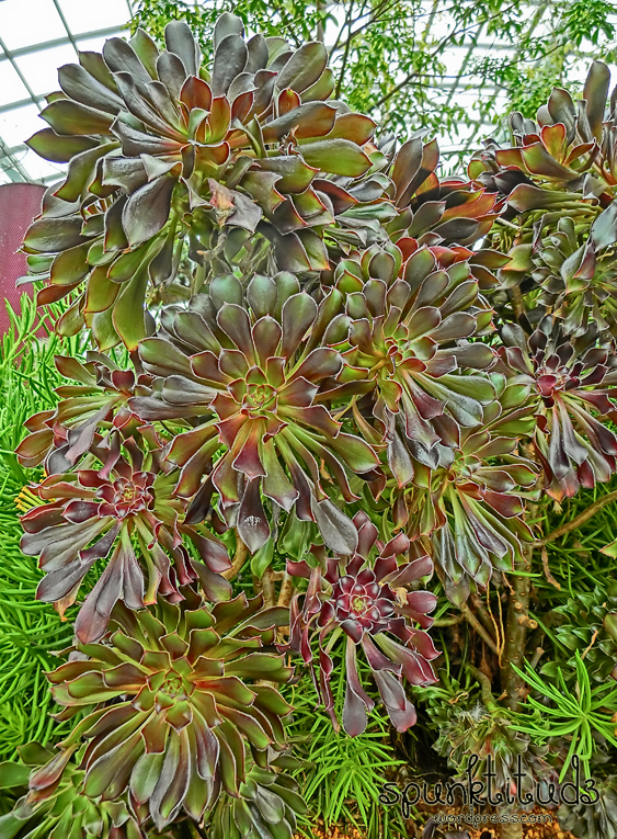 Succulents Flower Dome Cactus