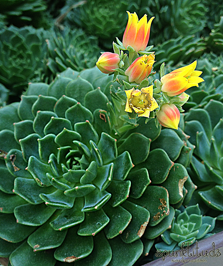 Flower Dome Gardens by the Bay Succulents