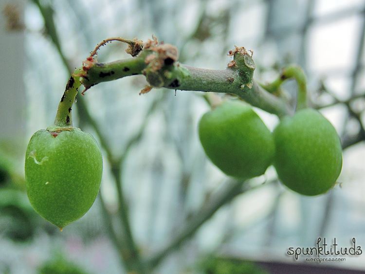 South African Tree Grape ( Cyphostemma Juttae)