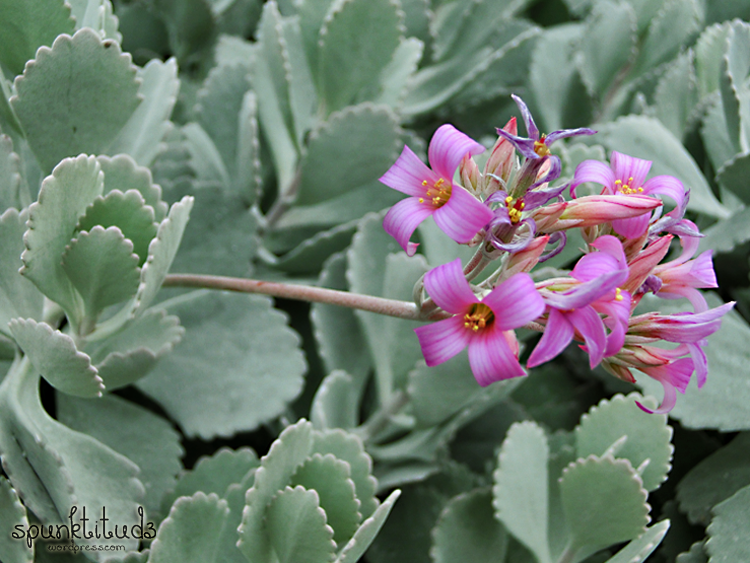 Flower Dome Gardens by the Bay Succulents