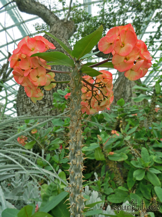 Thorns of Christ at Flower Dome Gardens by the Bay