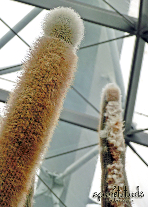 Flower Dome Gardens by the Bay Succulents