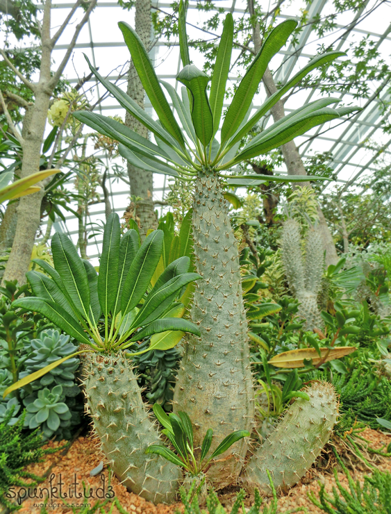 Flower Dome Gardens by the Bay Succulents