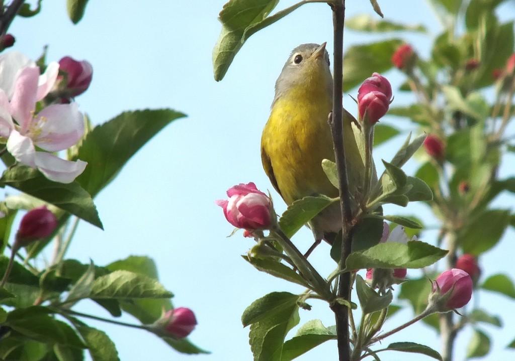 nashville warbler - stands among pink apple blossom with tongue  - toronto - ontario