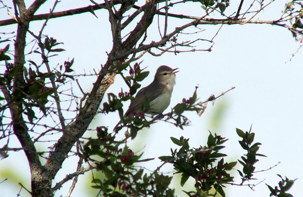 warbling vireo songbird sitting among pink flowers on tree