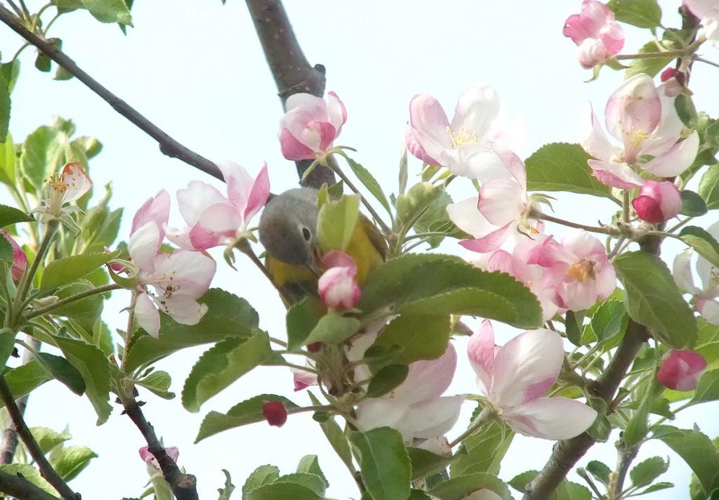 nashville warbler - picks at pink apple blossom with tongue  - toronto - ontario